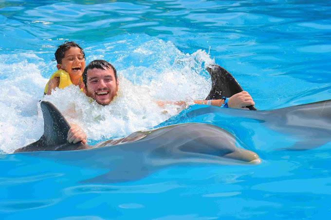 couple swimming with dolphins