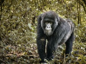 Gorilla in Virunga