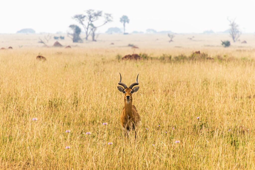 Wildlife in Uganda, Africa