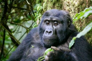 Gorilla in Uganda