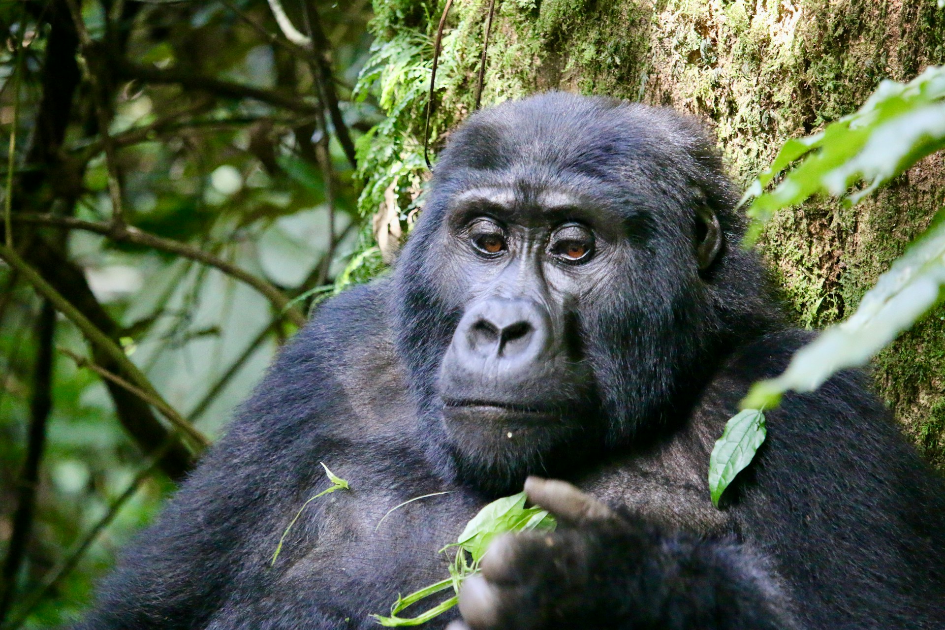 Go Gorilla Trekking in Uganda