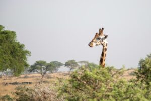 Griaffe in uganda