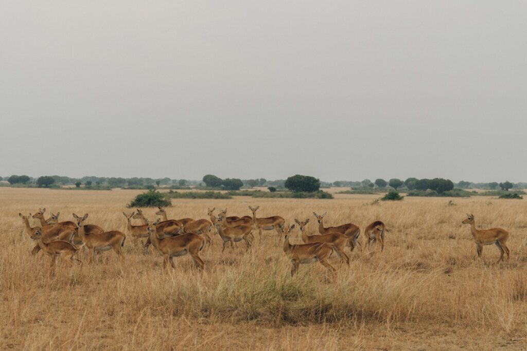 Queen elizabeth national park Uganda