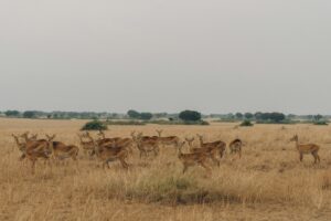 Queen elizabeth national park Uganda