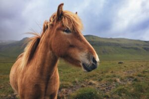 Close up of a horse on a hill in Iceland